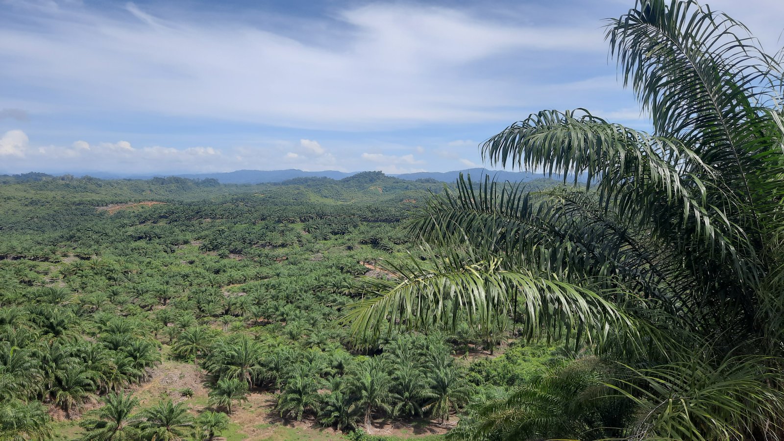 Galeri Perkebunan